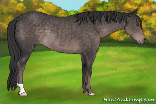 Horse Color:Platinum Liver Chestnut Rabicano 