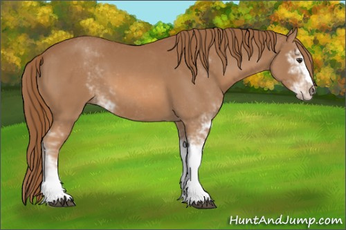 Horse Color:Chestnut Sabino