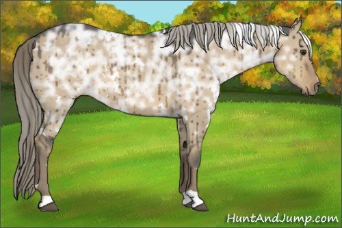 Horse Color:White Spotted Chocolate Palomino Ice Dun Rabicano Brindle 