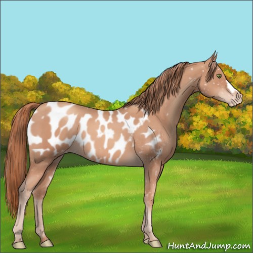 Horse Color:Gold Champagne Appaloosa 