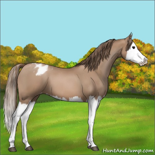 Horse Color:Black Pearl Sabino Splash Appaloosa 