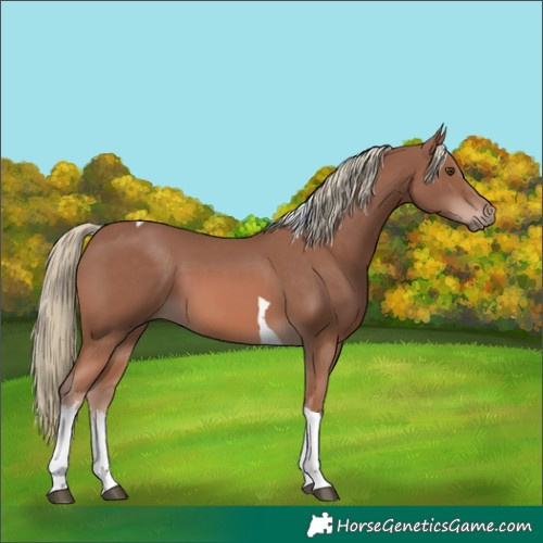Horse Color:White Spotted Chestnut Mushroom Tobiano 