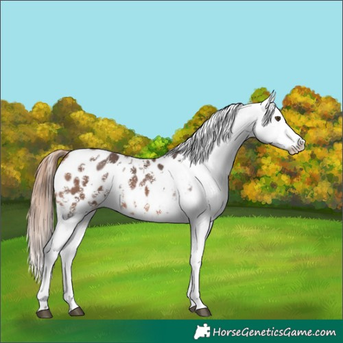 Horse Color:Bay Mushroom Sabino Appaloosa