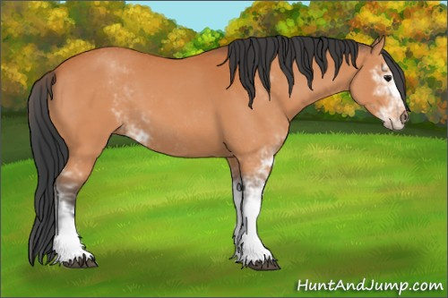 Horse Color:Bay Sabino 