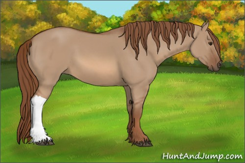 Horse Color:Red Dun 