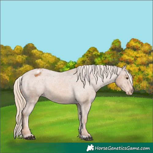 Horse Color:Chestnut Appaloosa 