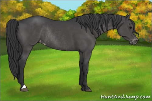 Horse Color:Black Appaloosa Rabicano 