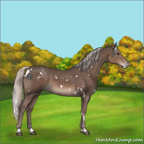 Horse Color:White Spotted Silver Black 