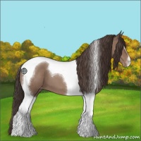 Horse Color:Classic Champagne Tobiano Appaloosa 