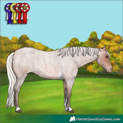 Horse Color:Silver Bay Roan Tobiano Appaloosa Rabicano 