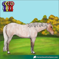 Horse Color:Silver Bay Roan Tobiano Appaloosa Rabicano 