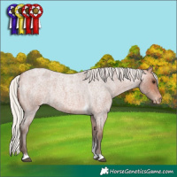 Horse Color:Silver Bay Roan Tobiano Appaloosa Rabicano 