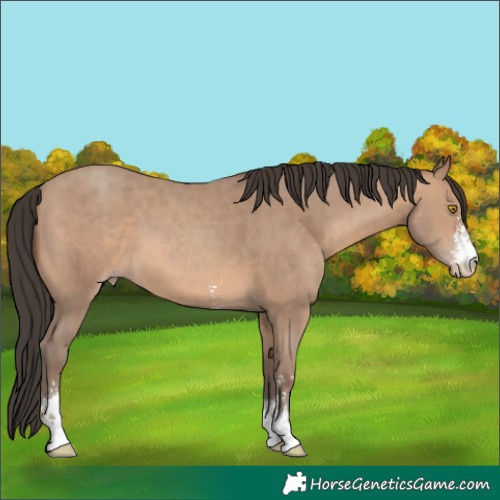 Horse Color:Sable Champagne Sabino 