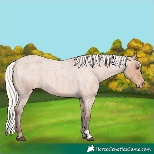 Horse Color:Silver Bay Roan Appaloosa 