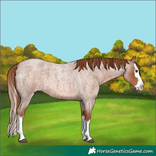 Horse Color:Red Roan Splash 