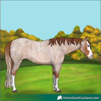 Horse Color:Red Roan Splash 