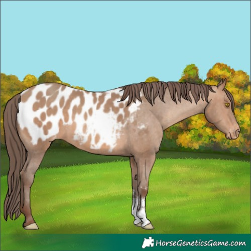Horse Color:Sable Champagne Sabino Blanket 