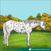 Horse Color:Silver Black Tobiano Near Leopard 
