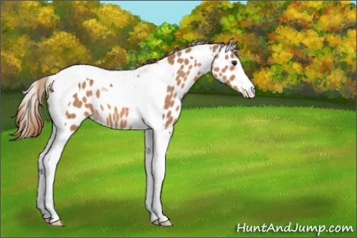 Horse Color:Chestnut Tobiano Leopard
