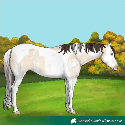Horse Color:Amber Champagne Dun Sabino Splash Tobiano 