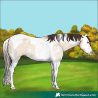 Horse Color:Amber Champagne Dun Sabino Splash Tobiano 