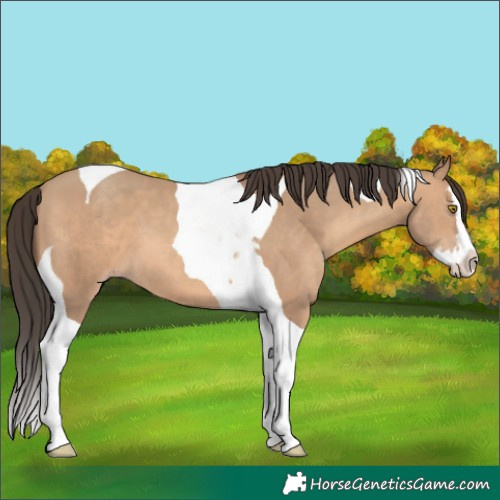 Horse Color:Amber Champagne Splash Tobiano 