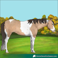 Horse Color:Amber Champagne Splash Tobiano 