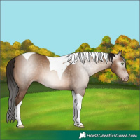 Horse Color:Gray Amber Champagne Tobiano Varnish 