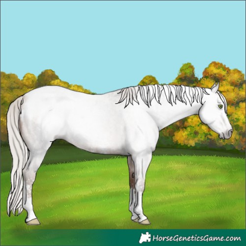 Horse Color:Gray Silver Sable Champagne Roan Sabino Blanket