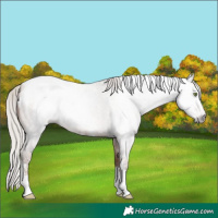 Horse Color:Gray Silver Sable Champagne Roan Sabino Appaloosa 