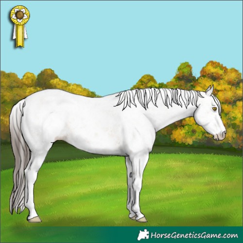 Horse Color:White Spotted Amber Champagne Sabino Rabicano