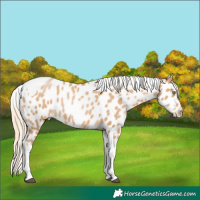 Horse Color:Chestnut Pearl Tobiano Appaloosa 