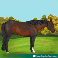 Horse Color:Brown 