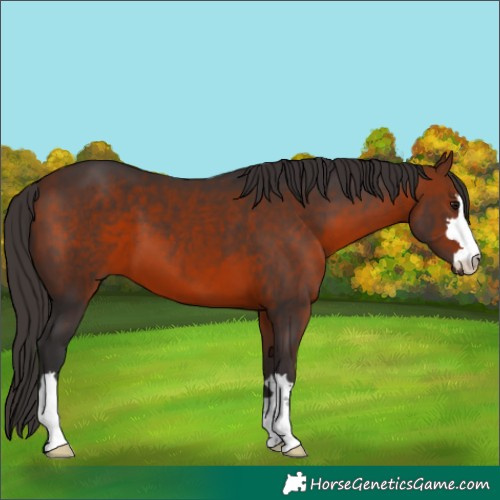 Horse Color:Bay 