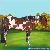 Horse Color:White Spotted Brown Rabicano 