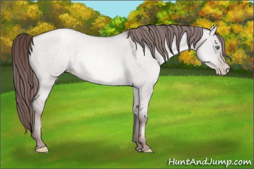 Horse Color:Platinum Smoky Grullo Pearl Rabicano