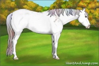 Horse Color:Nacre Liver Chestnut Sabino Splash Appaloosa 