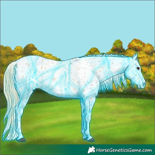 Horse Color:Thunderstruck Red Roan Appaloosa 