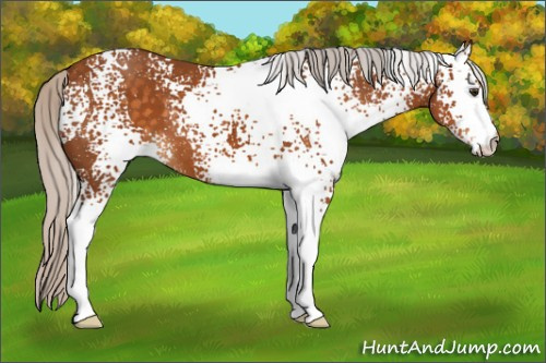 Horse Color:White Spotted Silver Buckskin 