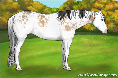 Horse Color:White Spotted Brown Dun Splash Rabicano 