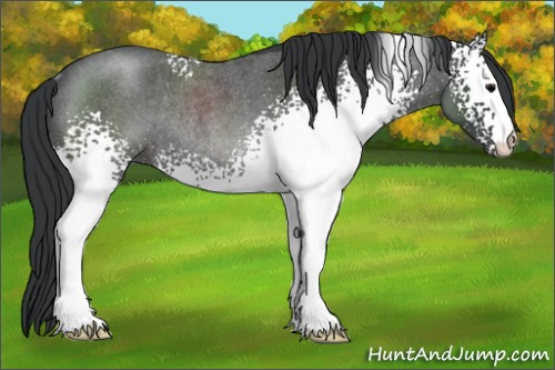 Horse Color:White Spotted Blue Roan Rabicano 