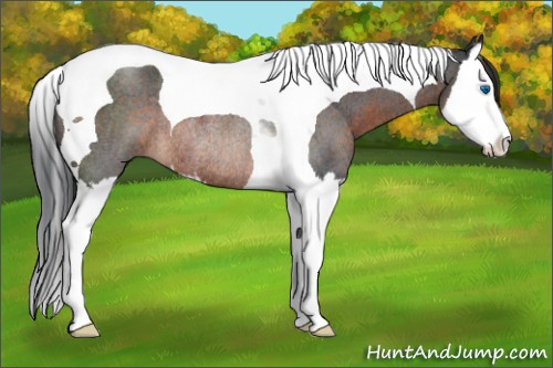 Horse Color:Brown Roan Splash Tobiano Rabicano 