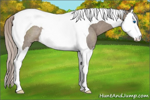 Horse Color:Silver Grullo Splash Tobiano Appaloosa Rabicano 