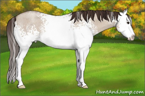 Horse Color:White Spotted Classic Champagne Roan Dun Splash Rabicano 