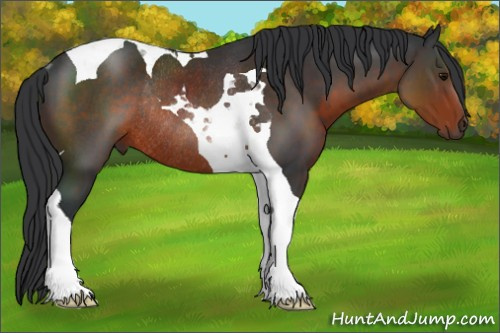 Horse Color:Brown Tobiano Rabicano 