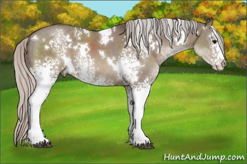 Horse Color:White Spotted Silver Grullo 