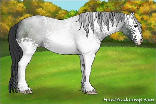 Horse Color:White Spotted Blue Roan 