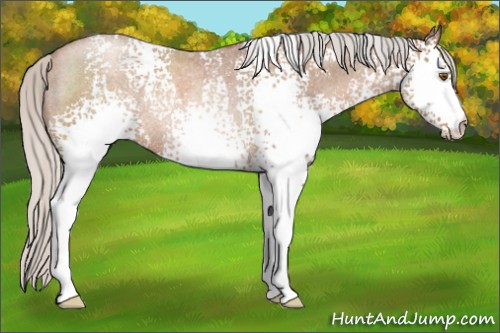Horse Color:White Spotted Silver Blue Roan Pearl Rabicano 