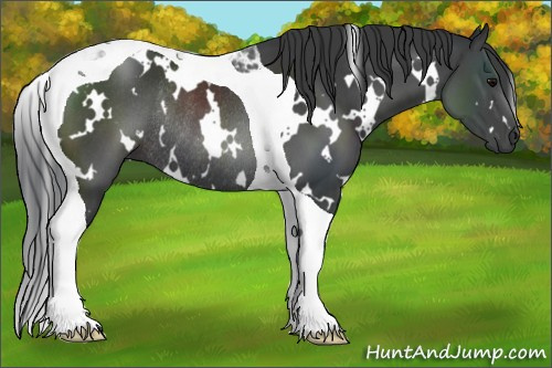 Horse Color:White Spotted Black Tobiano Rabicano 