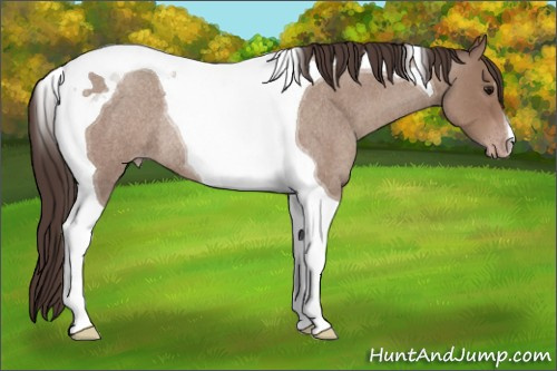 Horse Color:Classic Champagne Roan Tobiano Rabicano 